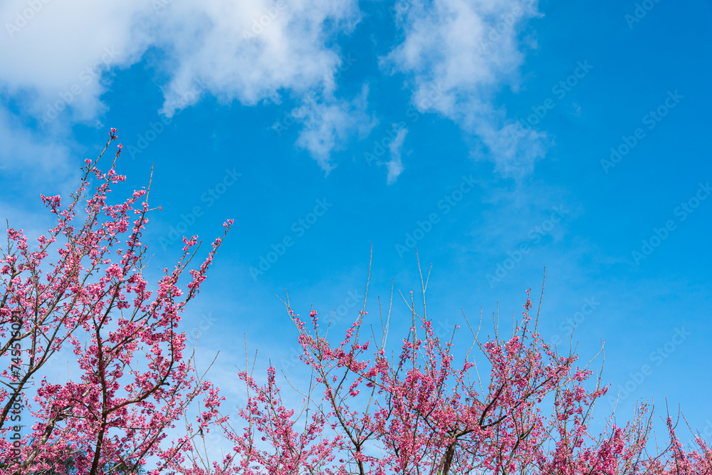 Cherry blossom, Pink Sakura blossom over blue sky background. Cherry blossom, Pink Sakura blossom over blue sky background.
