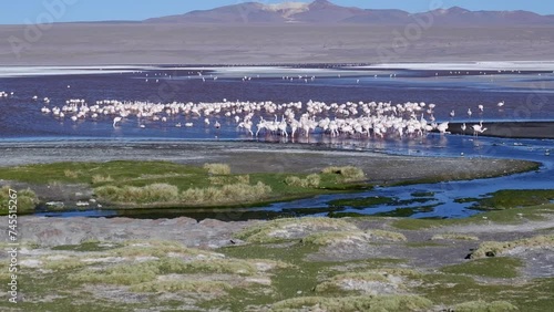 A flamboyance of flamingos gather to feed in salt laguna in Bolivia photo