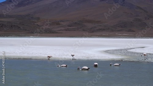 Pink Flamingos feed in salt laguna in high altiplano, central Bolivia photo