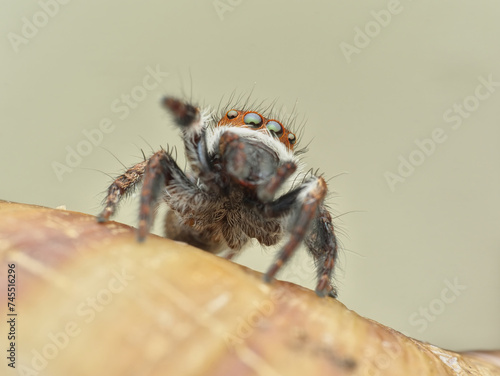 Cute jumping spider on the branches