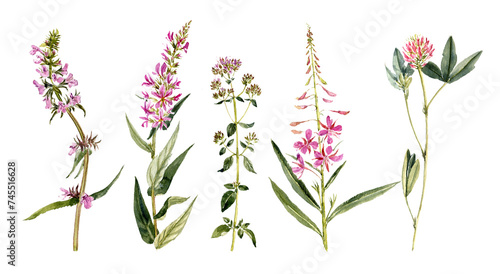 watercolor drawing summer plants, pink flowers isolated at white background, natural elements, hand drawn botanical illustration photo