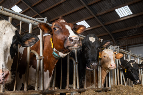 Feeding of cows on organic cheese farm in Netherlands, dutch gouda hard cheese production © barmalini