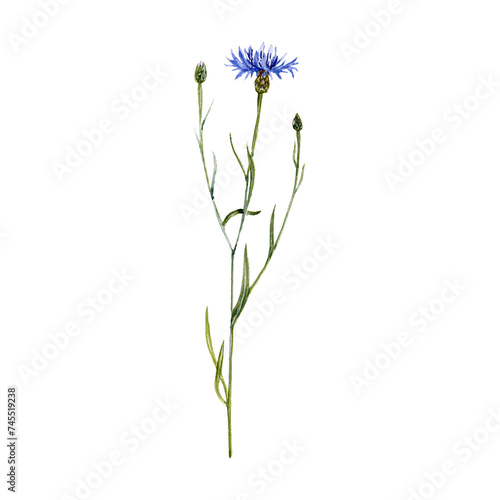 Canvas Print watercolor drawing plant of blue cornflower with leaves and flowers isolated at