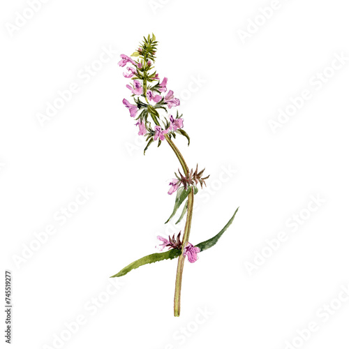 watercolor drawing plant of marsh woundwort with leaves and flowers isolated at white background  Stachys palustris  natural element  hand drawn botanical illustration