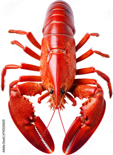 red lobster isolated on white or transparent background,transparency 