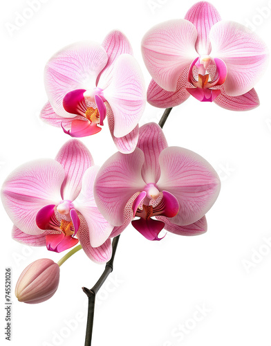 beautiful orchids flower isolated on white or transparent background transparency 