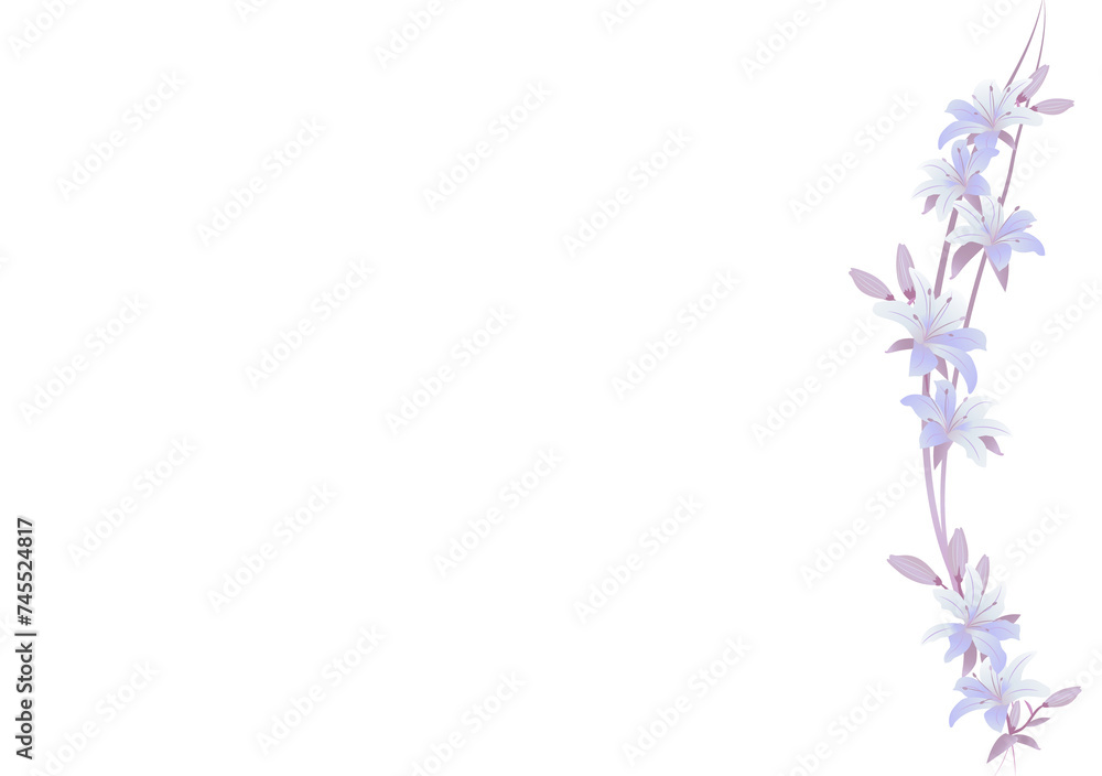 Lily floral frame ornament banner isolated on transparency background Lily floral frame ornament banner isolated on transparency background