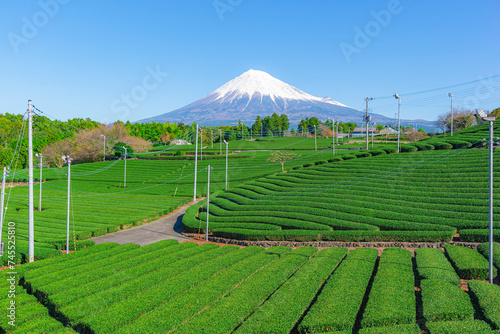 Fuji mountain and Green Tea Plantation at Fuji city , Shizuoka, Japan photo