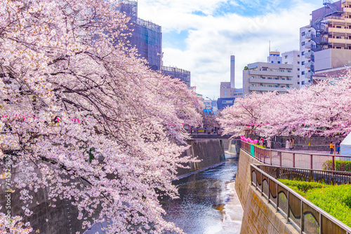Photography Japan - March 29, 2023 : Pink Sakura Trees Tunnel fully blooming in Springtime a
