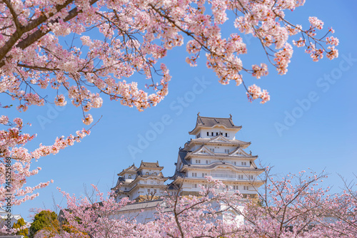 Japan - April 2, 2023 : Himeji castle in Sunny blue sky day among Pink sakura tree fully blooming in spring, Himeji castle is one of most beautiful castle of Japan,  Himeji, Hyogo