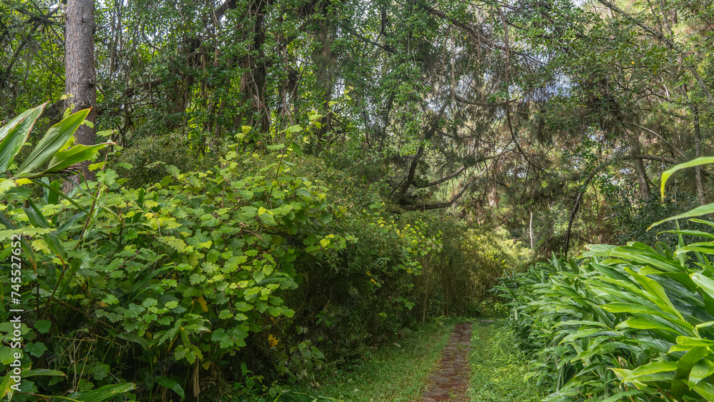 A narrow paved footpath runs through a tropical rain forest. Thickets of lush green grass, bushes, and trees on the roadsides. Madagascar. Vakona Forest Reserve A narrow paved footpath runs through a tropical rain forest. Thickets of lush green grass, bushes, and trees on the roadsides. Madagascar. Vakona Forest Reserve