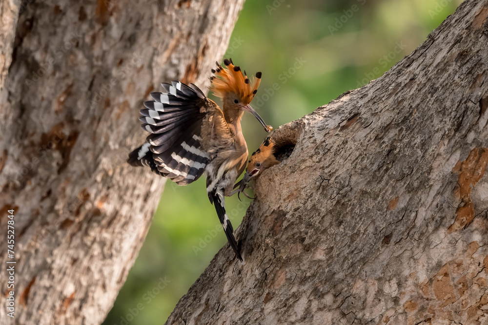 Common Hoopoe, Hoopoe (Upupa epops) The body has light brown stripes. or white and black The mouth is long, slender and curved. Feeding the baby. Phra Nakhon Si Ayutthaya, Thailand. Common Hoopoe, Hoopoe (Upupa epops) The body has light brown stripes. or white and black The mouth is long, slender and curved. Feeding the baby. Phra Nakhon Si Ayutthaya, Thailand.