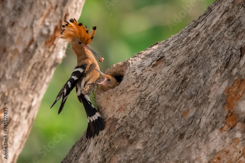 Common Hoopoe, Hoopoe (Upupa epops) The body has light brown stripes. or white and black The mouth is long, slender and curved. Feeding the baby. Phra Nakhon Si Ayutthaya, Thailand. photo
