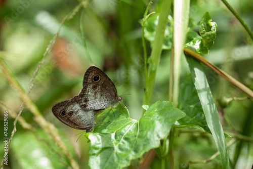Butterfly in the shrubs