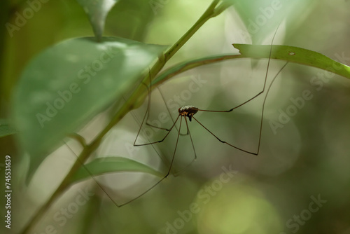 Spider in Borneo Forest