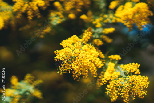 Mimosa in full bloom | 満開のミモザ