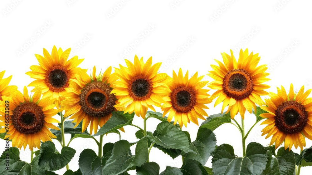 Obraz premium sunflowers on white