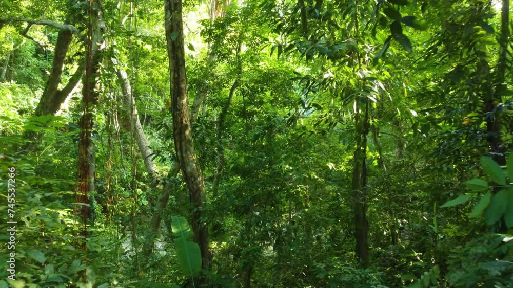 Every Shade of Green in Untouched South American Rainforest Every Shade of Green in Untouched South American Rainforest