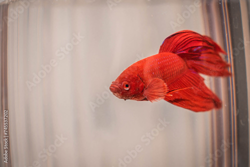 Red fish swims in a small aquarium.