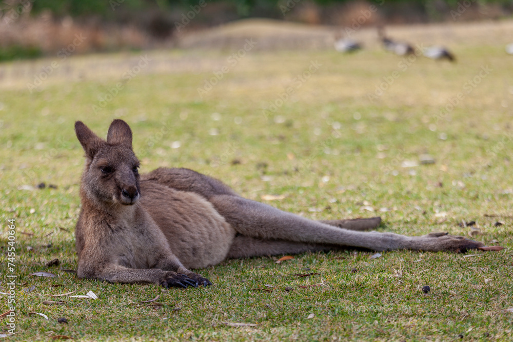 Eastern grey kangaroo (Macropus giganteus) in Murramarang National Park