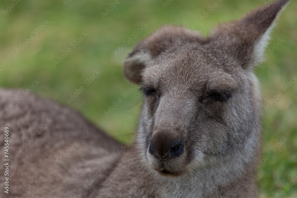 Eastern grey kangaroo (Macropus giganteus) in Murramarang National Park