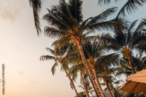 Coconut trees on the beach in the evening