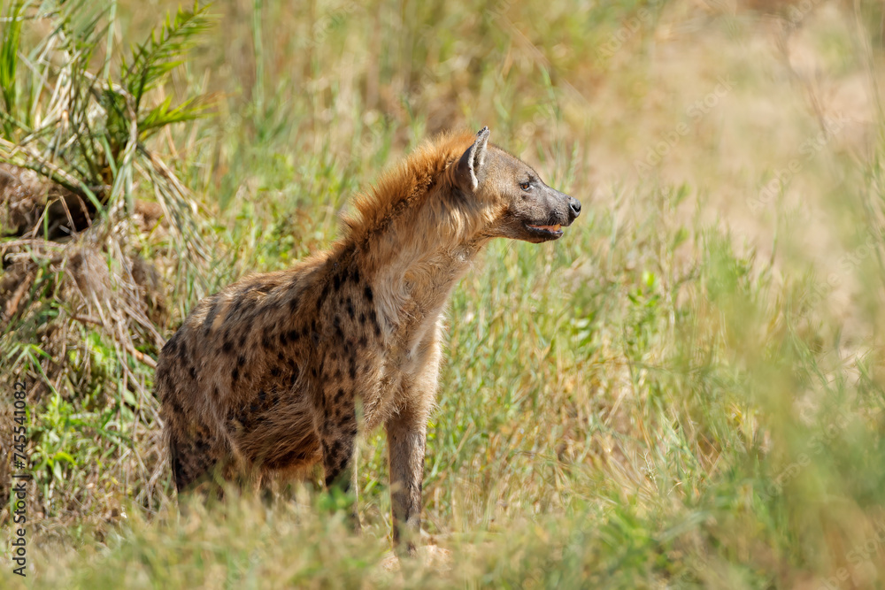 A spotted hyena (Crocuta crocuta) in natural habitat, Kruger National Park, South Africa. A spotted hyena (Crocuta crocuta) in natural habitat, Kruger National Park, South Africa.