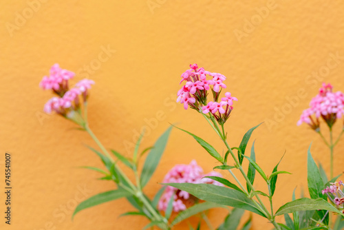 Pink Lantana flowers on orange wall background