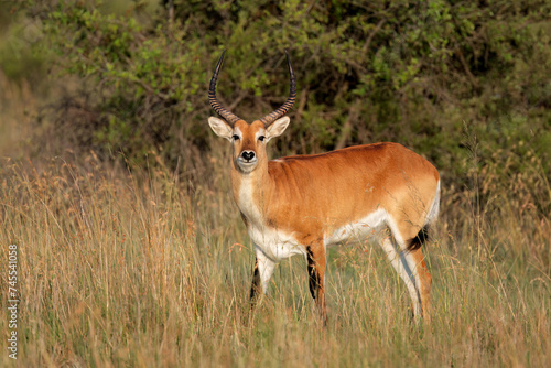 Wallpaper Mural Male red lechwe antelope (Kobus leche) in natural habitat, southern Africa. Torontodigital.ca