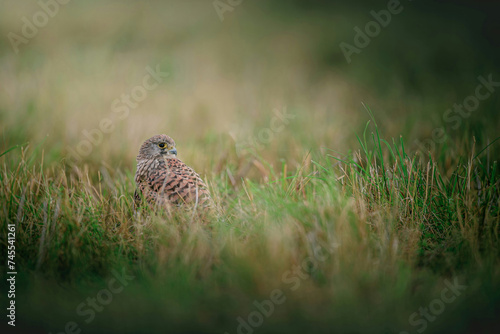 pheasant on the ground