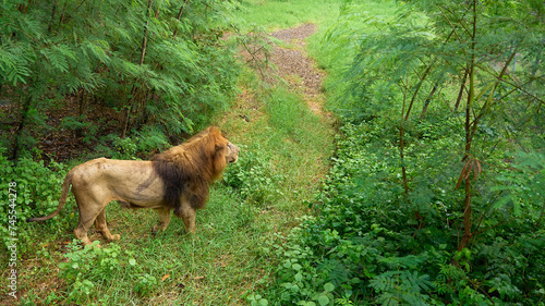 A lion in the wild of the national Park