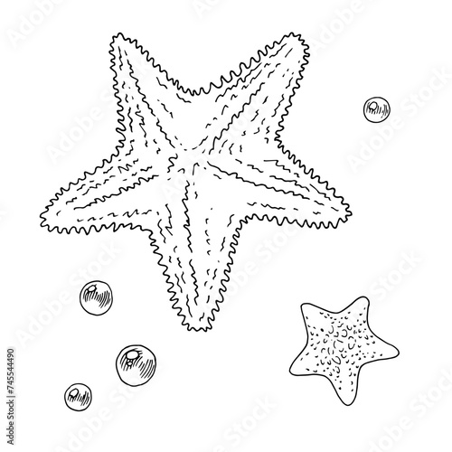Starfish Vector line art. Outline under water Sea Star and pearls. Hand drawn black and white graphic clipart. Linear drawing on isolated background. Beach summer elements sketch