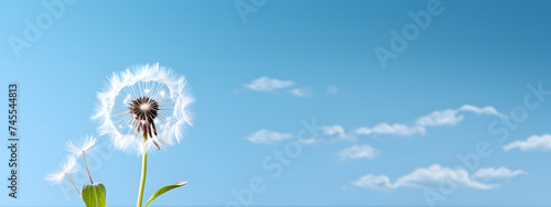 A simple yet elegant spring scene showcasing an uncluttered background with pristine white dandelions