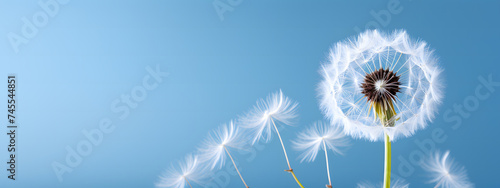 A simple yet elegant spring scene showcasing an uncluttered background with pristine white dandelions
