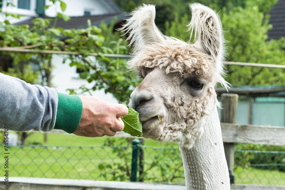 Obraz premium A man hands, trying to feed fresh green leaves to lama animals in the park.