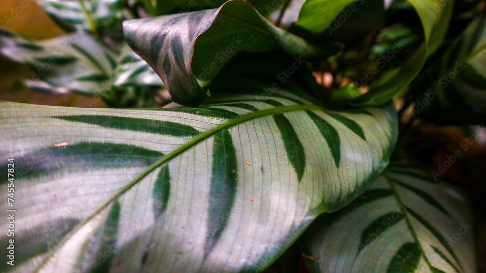 Obraz premium a small ornamental plant that has a wide shape and bright and beautiful colors