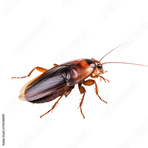 Cockroach isolated on transparent background