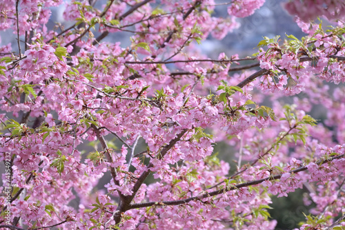 pink cherry blossom in spring © Atsuya suzuki