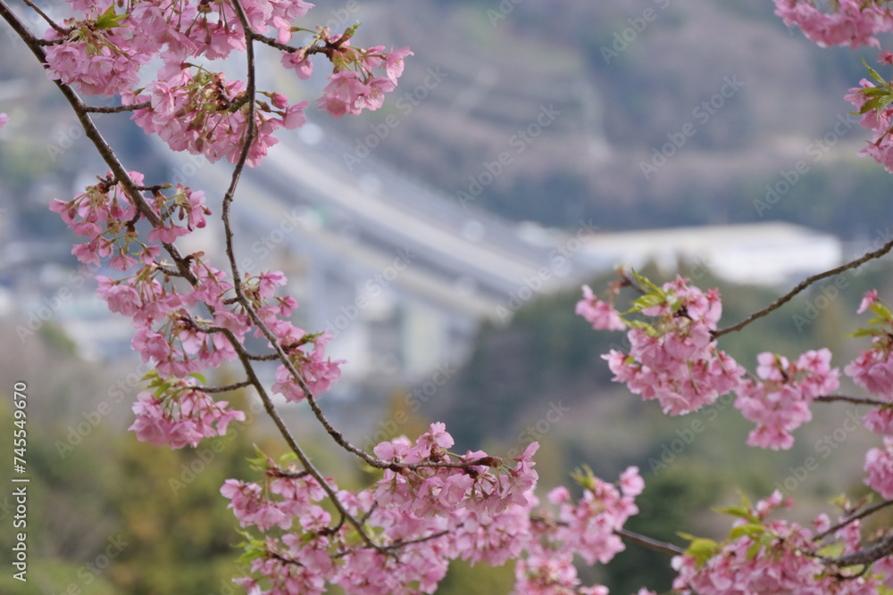 pink cherry blossom in spring