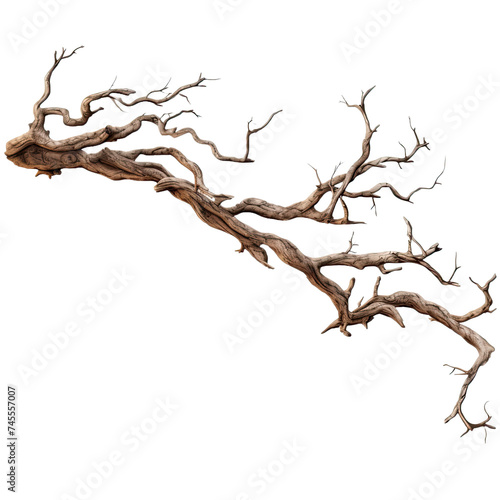 Dead branch isolated on transparent background.