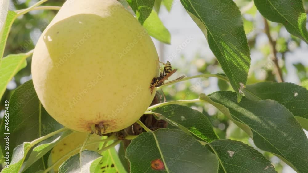 Wasp eating ripe yellow pear on tree in orchard. Wasp eating ripe yellow pear on tree in orchard.