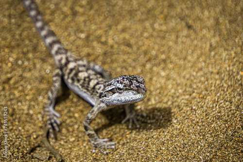 Lizard on the sand
