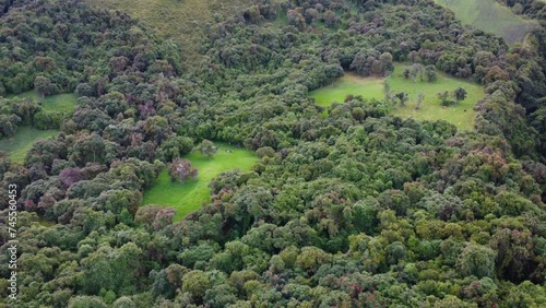Lush Forest from the Skies: Virgin Vegetation in the Ecuadorian Andes