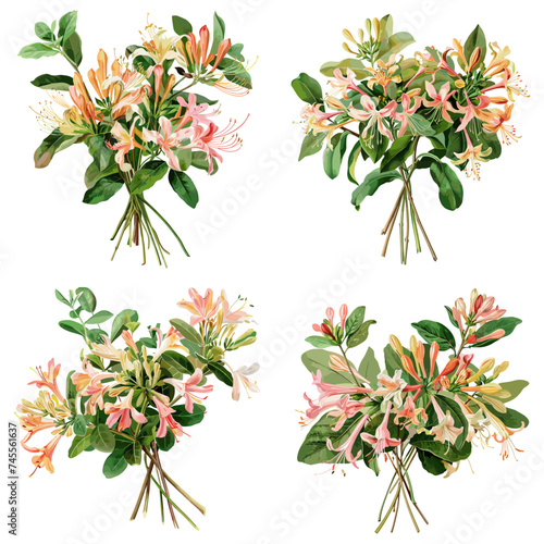 Set of watercolor Honeysuckle Flower isolated on white background