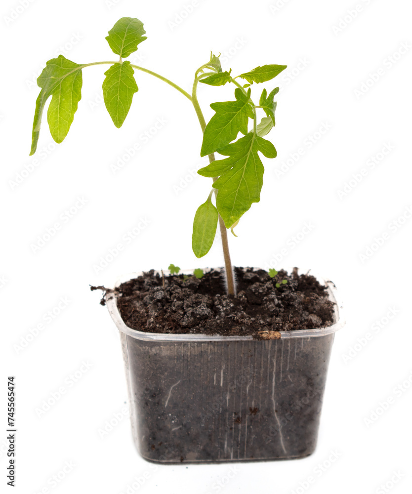 Tomato seedling isolated white background Tomato seedling isolated white background