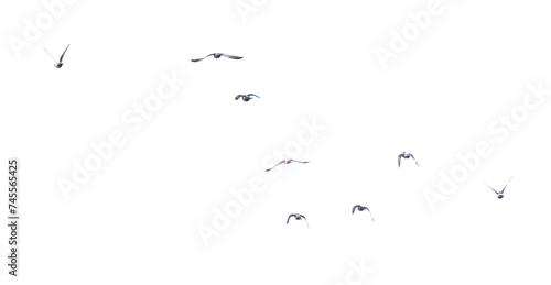 Pigeons in flight isolated on a white background