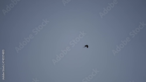 Close-up view of A wild gray blue pigeon bird  photo