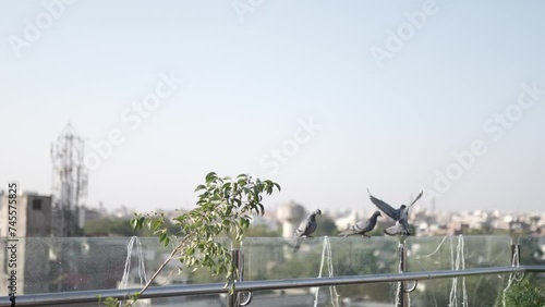 Close-up view of A wild gray blue pigeon bird  photo