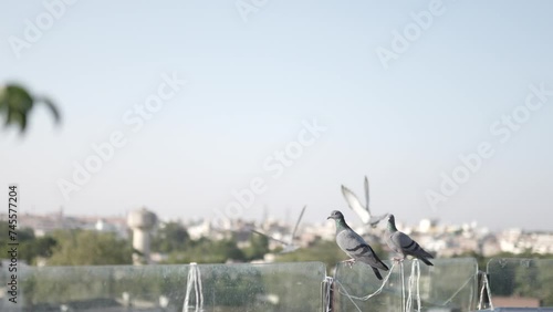 Close-up view of A wild gray blue pigeon bird  photo