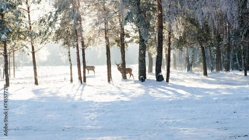 Three deer are walking in the forest, in the park in winter. On a sunny day